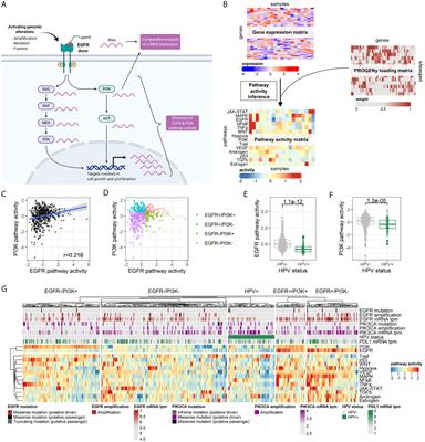 EGFR and PI3K Pathway Activities Might Guide Drug Repurposing in HPV-Negative Head and Neck Cancers